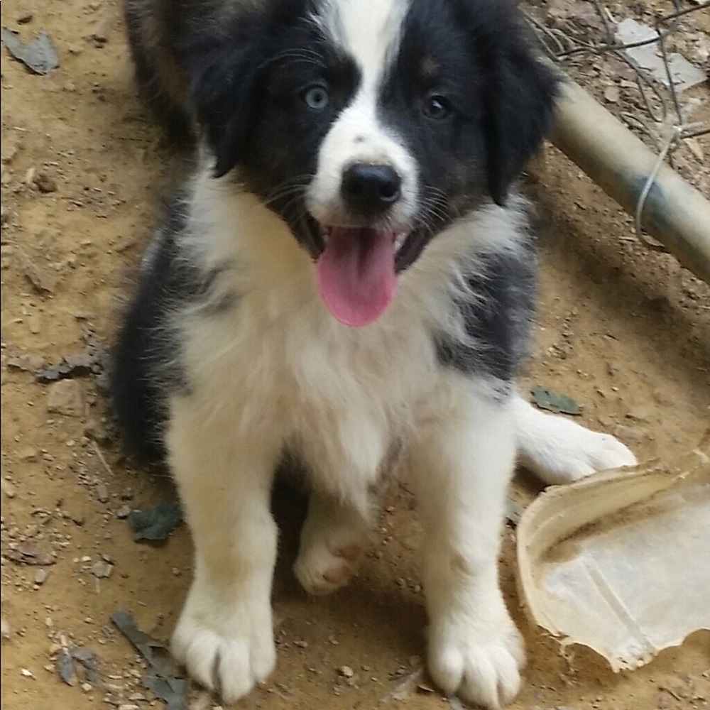 Meet your Posher, Susie
